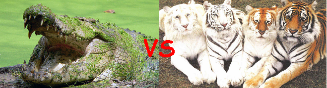 Crocodiles vs Tigers asternwarning.com