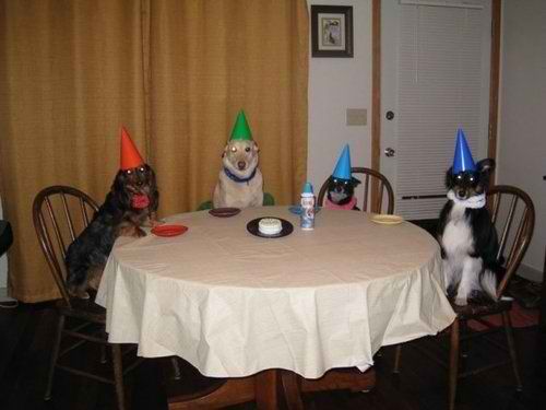 dog_birthday_party