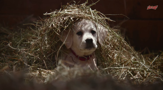 The best and worst commercials from Super Bowl 49